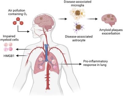 Neuropathology and neuroinflammation in Alzheimer’s disease via bidirectional lung–brain axis